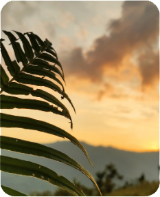 Cheerific Benefits Timeline Image